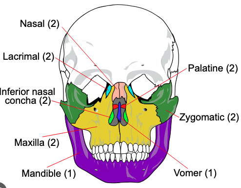 <ul><li><p>14 bones</p></li><li><p>Forms framework of the face, and attachment points for facial muscles</p><ul><li><p>Mandible (1)</p></li><li><p>Maxilla (2)</p></li><li><p>Zygomatic bone (2)</p></li><li><p>Nasal bone (2)</p></li><li><p>Lacrimal bones (2)</p></li><li><p>Palatine bones (2)</p></li><li><p>Inferior nasal conchae (2)</p></li><li><p>Vomer (1)</p></li></ul></li></ul><p></p>