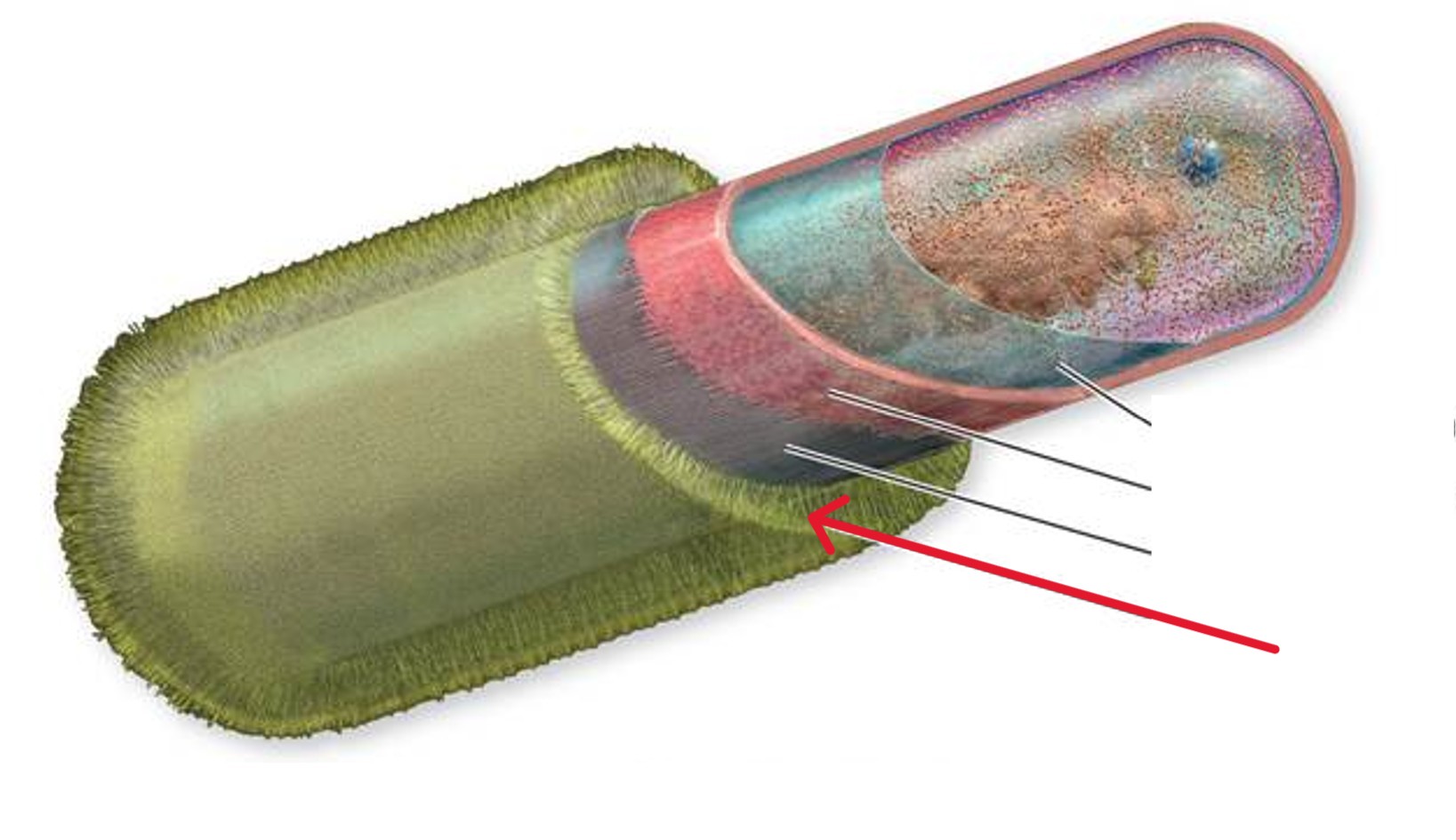 <p>Which bacterial layer:</p><ul><li><p>Is coating of repeating polysaccharide or glycoprotein units</p></li></ul><p></p>