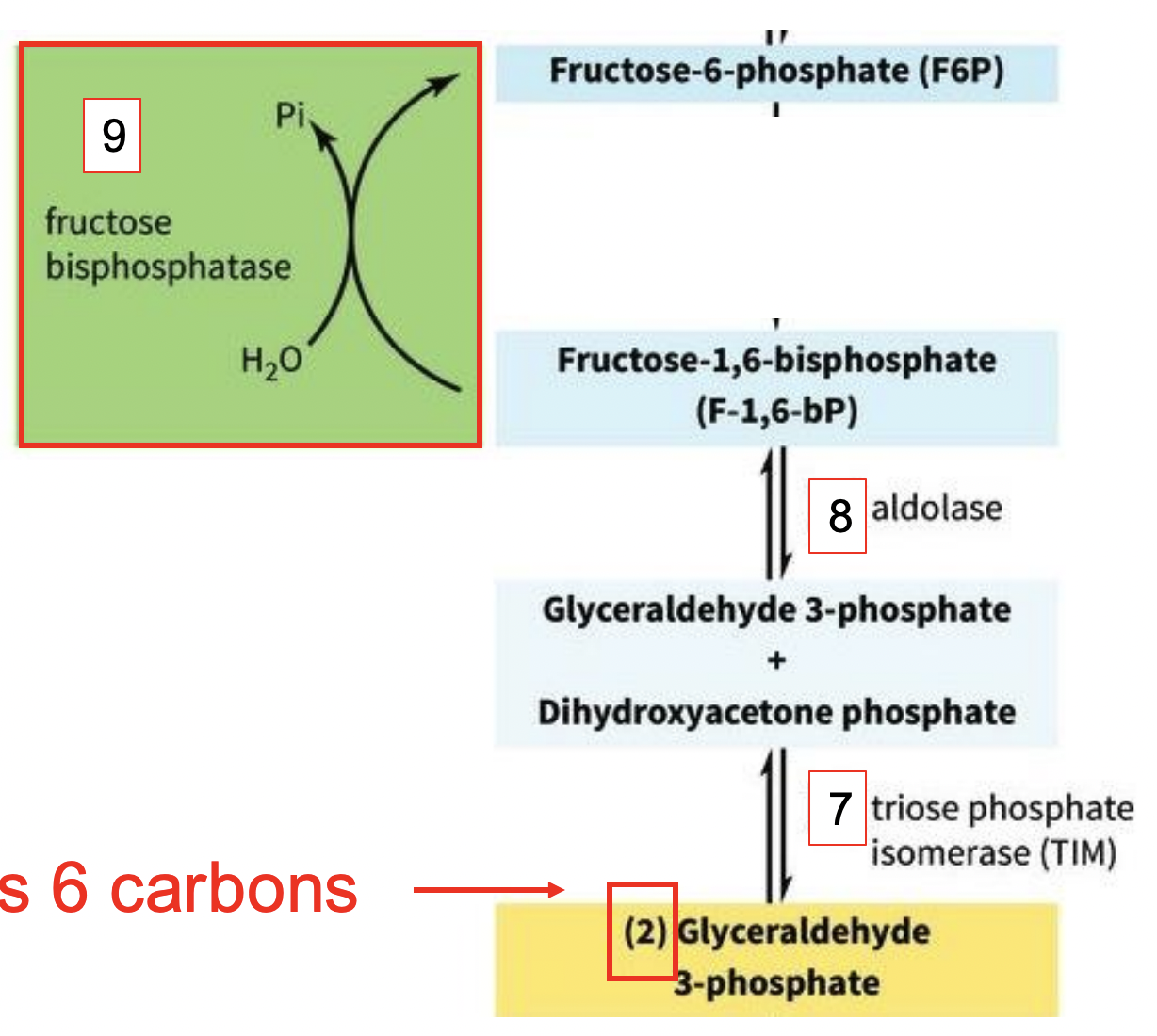 <p>GLUCONEOGENSIS: FRUCTOSE BISPHOSPHATASE (Step 9)</p>