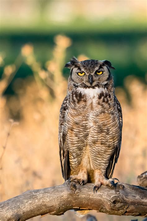 Very large, appears angry, **large ear tufts**, slight facial disc. Males and females similar.