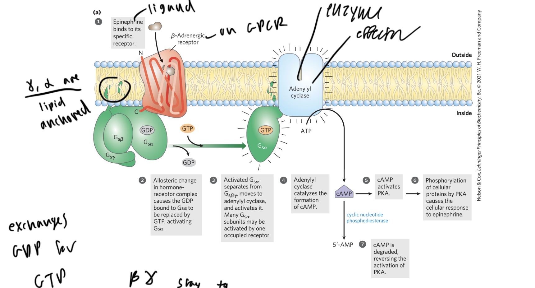 <ul><li><p>ligand (like epinephrine) binds to the beta-adrenergic receptor of the GPCR</p></li><li><p>the GPCR undergoes a shape change, and the GDP bound to the alpha subunit of the G-protein gets replaced with a GTP</p></li><li><p>alpha separates from beta gamma and activates adenylyl cyclase (the enzyme and effector)</p></li><li><p>adenylyl cyclase (AC) converts ATP to cAMP</p></li><li><p>cAMP activates PKA, which phosphorylates proteins causing a cellular response</p></li><li><p>cyclic nucleotide phosphodiesterase cleaves cAMP to form AMP so no more PKA gets activated</p></li></ul><p></p>