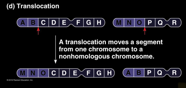 <p>Reciprocal translocation - exchange of genetic segments between 2 non homologus chromosomes</p><ul><li><p>save copy number of genes</p></li><li><p>May alter regulation</p></li></ul><p></p><p>Non reciprocal translocation - transfer of segment of one chromosome to another non homologus chromosome with nothing in return</p><ul><li><p>leads to gametes errors </p></li></ul><p></p>