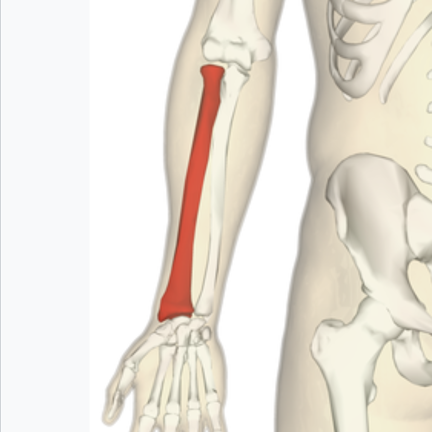 <p>What bone is this?</p>