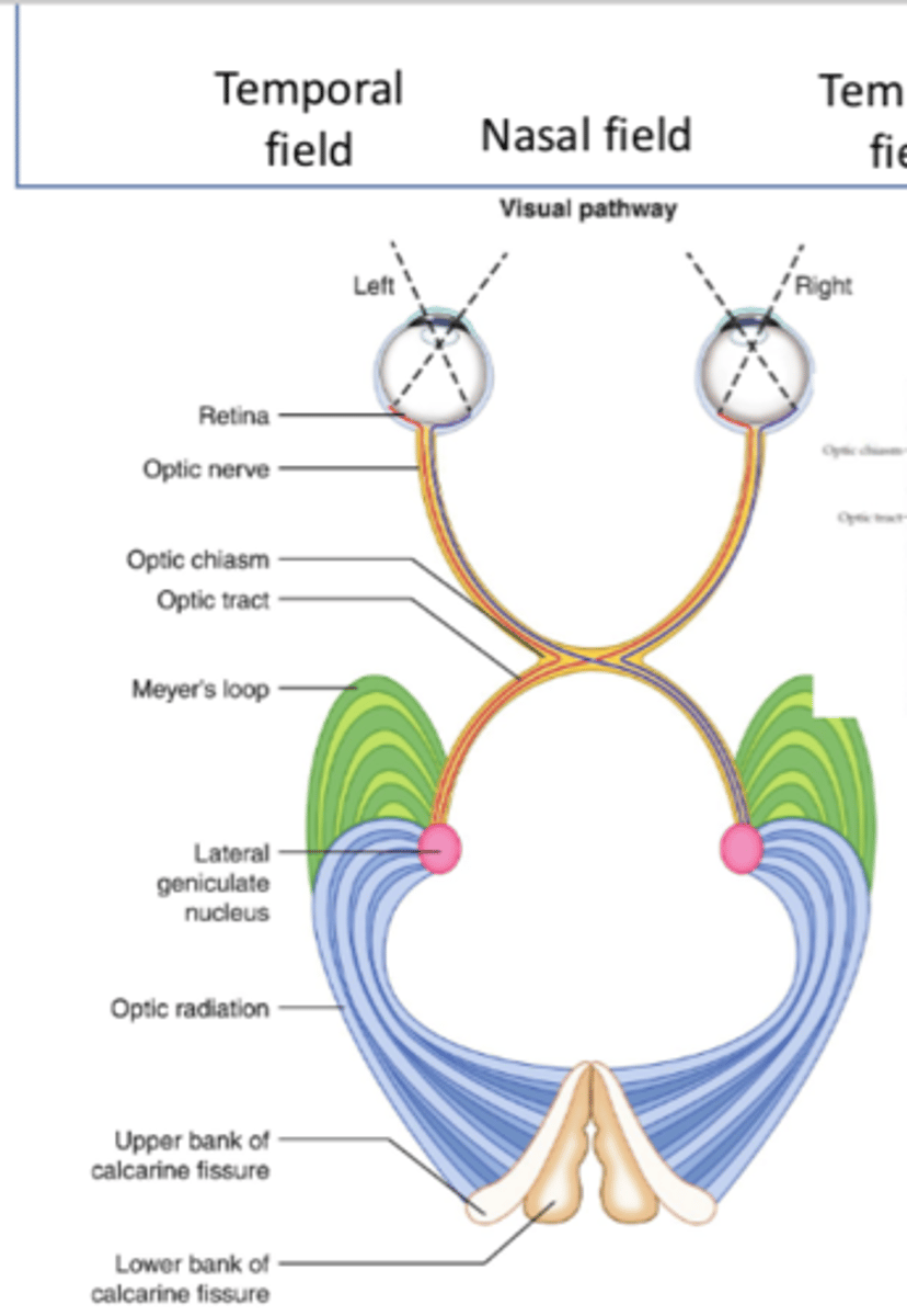 <p>Optic chiasm</p>