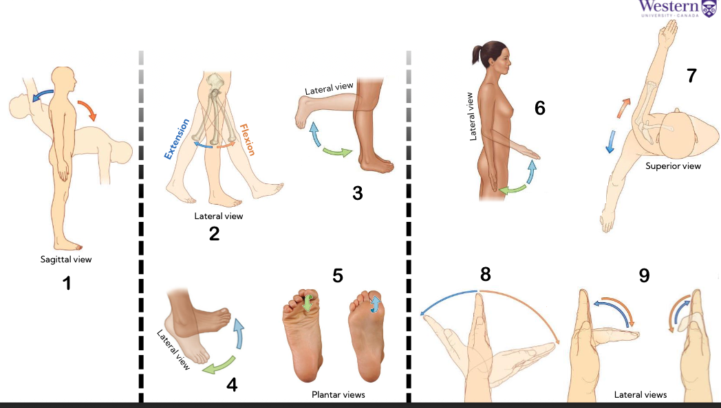 <p>for each number, identify which sagittal plane movement the coloured arrow corresponds to </p>