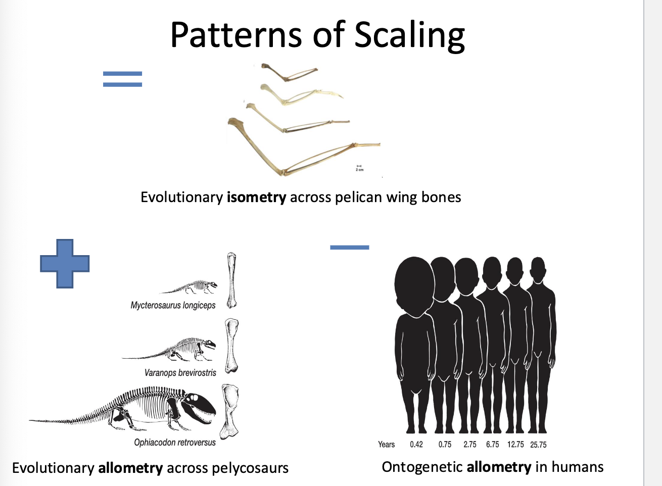 <ul><li><p><strong>isometry= </strong>changes in size, no changes in proportions</p></li><li><p><strong>allometry= </strong>changes in size are associated w/ changes in shape (disproportional)</p><ul><li><p><strong>positive allometry= </strong>trait increasing disproportionally to body size</p></li><li><p><strong>negative allometry= </strong>disproportional decrease in size</p></li></ul></li></ul><img src="https://knowt-user-attachments.s3.amazonaws.com/6eb3ac76-76f1-4246-9e45-6d562d4a34c2.png" data-width="100%" data-align="center"><p></p>