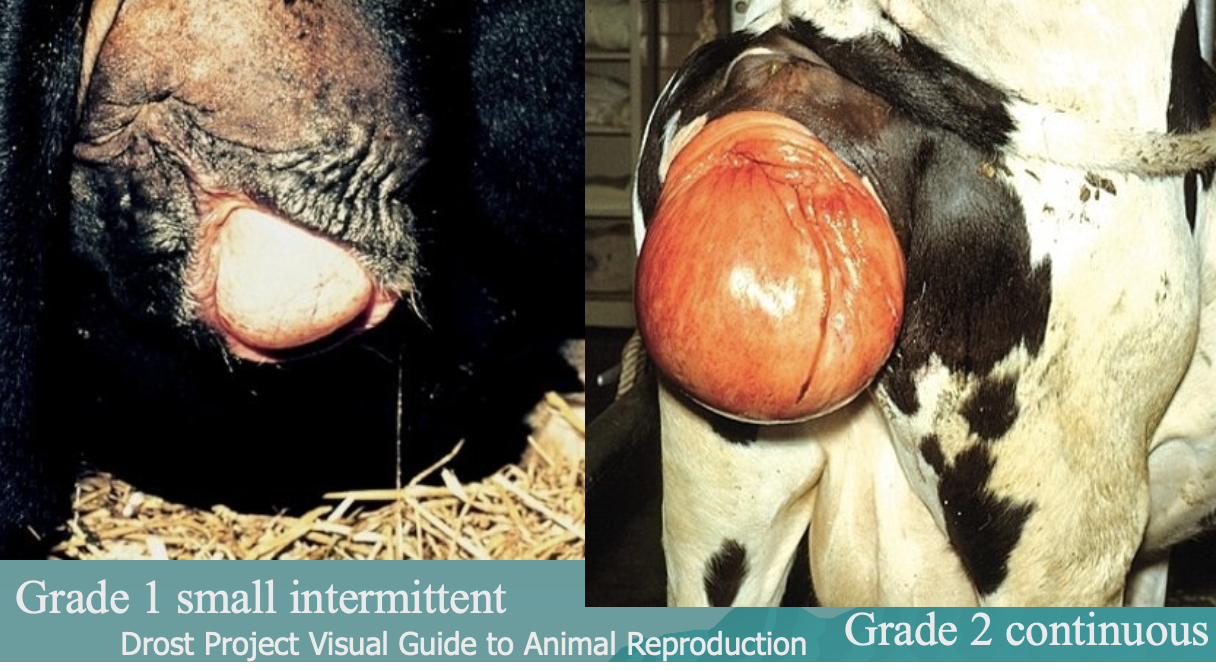 <p>-seen more in older, fat cows</p><p>-more common in cold weather</p><p>-tends to reoccur each pregnancy</p><p>-grazing estrogenic plants</p><p>-ET super-ovulated cows (bc of high estrogen from multiple follicles)</p>