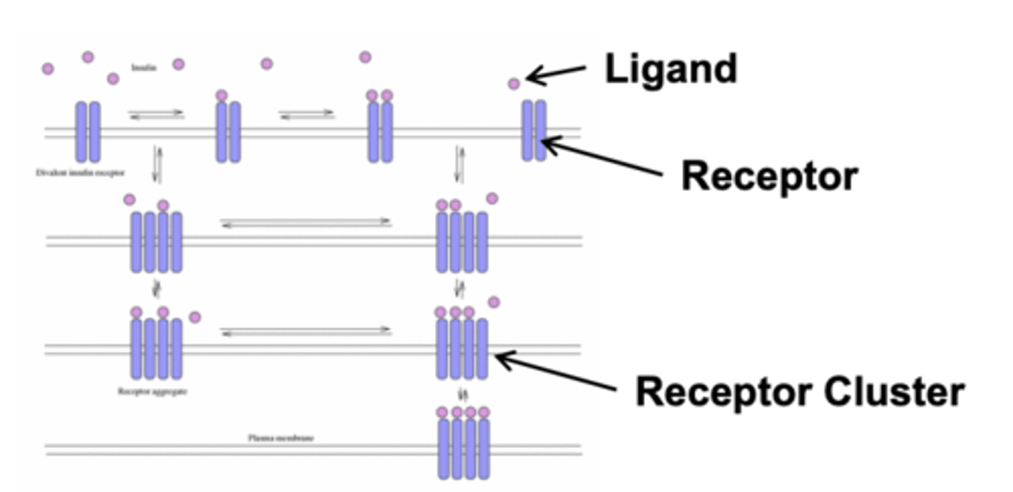 <p>clusters (group of receptors)</p><p>- often to amplify the sensitivity of a signaling response </p>