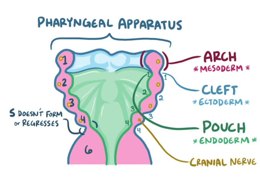 <p>Week 4: pharyngeal apparatus forms</p><p>6 arches + cranial nerves → separated by 4 clefts</p><p>5th regresses early</p><p>Outer ectoderm lining, mesenchyme core, inner endoderm lining</p>