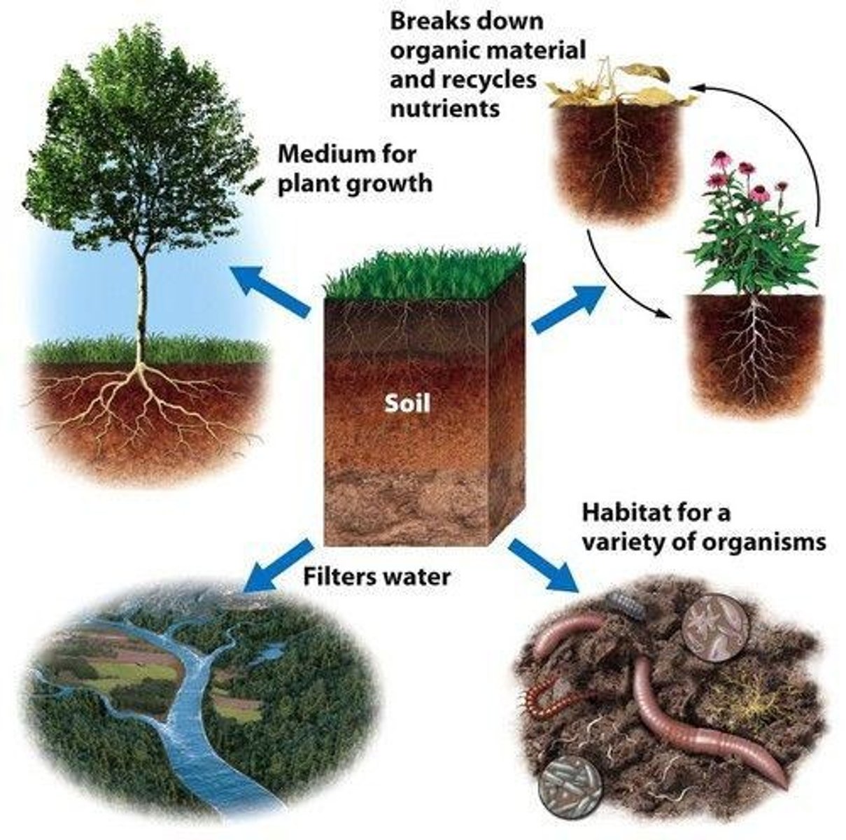 <p>The process of returning nutrients to the soil through decomposition</p>
