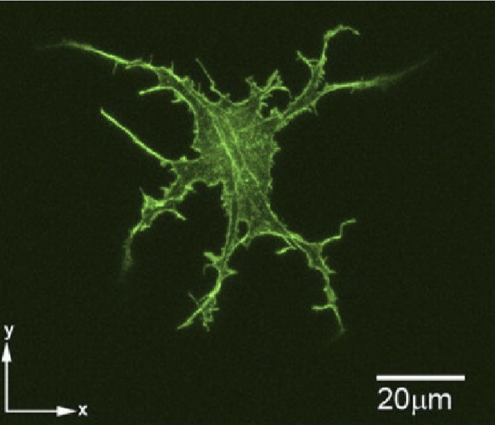 <ul><li><p>Production of collagen fibrils and ECM of stroma</p></li><li><p>Control turnover of stromal ECM </p></li><li><p>Source of ECM during injury </p></li></ul><p></p>