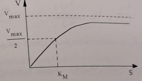 <ul><li><p><span data-name="low_battery" data-type="emoji">🪫</span><span> </span>Przy <strong>niskich stężeniach substratu (S)</strong> - szybkość reakcji (V) jest <strong>proporcjonalna do stężenia substratu</strong> <em>(reakcja I rzędu)</em>;</p></li><li><p><span data-name="battery" data-type="emoji">🔋</span><span> </span>W miarę <strong>zwiększania stężenia substratu (S)</strong> - zależność szybkości od substratu <strong>zmniejsza się</strong> <em>(reakcja mieszanego rzędu)</em>;</p></li><li><p><span data-name="high_voltage" data-type="emoji">⚡</span><span><span> </span></span>Przy <strong>wysokich stężeniach substratu (S)</strong> - szybkość reakcji (V) <strong>osiąga V<sub>max</sub></strong> - jedynym czynnikiem ograniczającym szybkość reakcji jest stężenie enzymu.</p></li></ul><p></p>