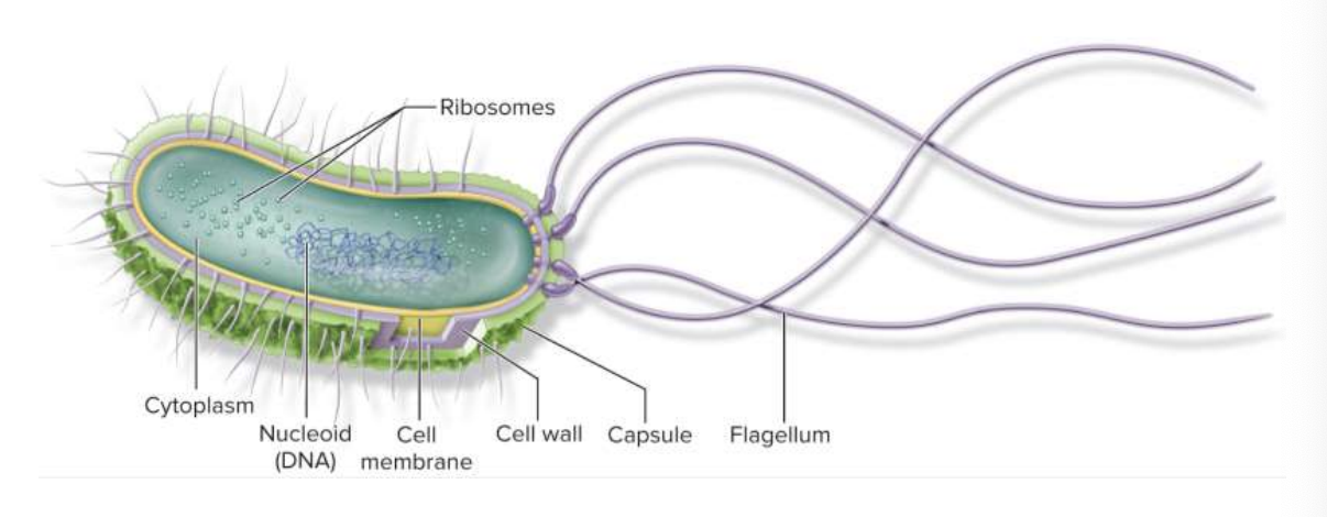 <p>Simplest (ancient most) form of life. Ribosomes and DNA free float within the cell.</p>