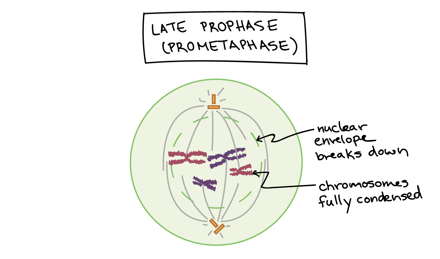 <p>Prometaphase: breaks down nuclear envelope </p>