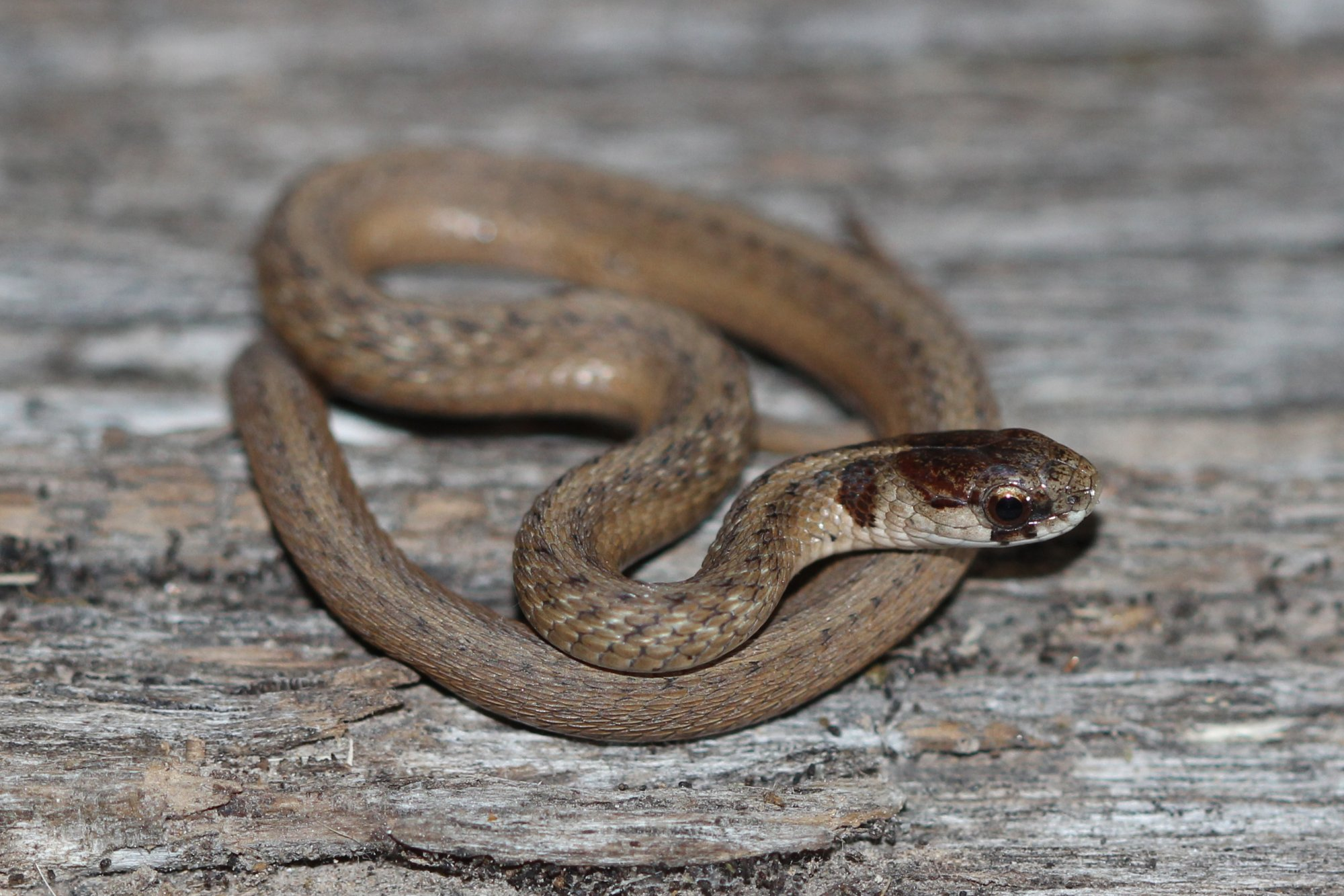 <p>Family Colubridae</p><p>Latin: Storeria dekayi</p><p>Dekay’s Brownsnake</p>