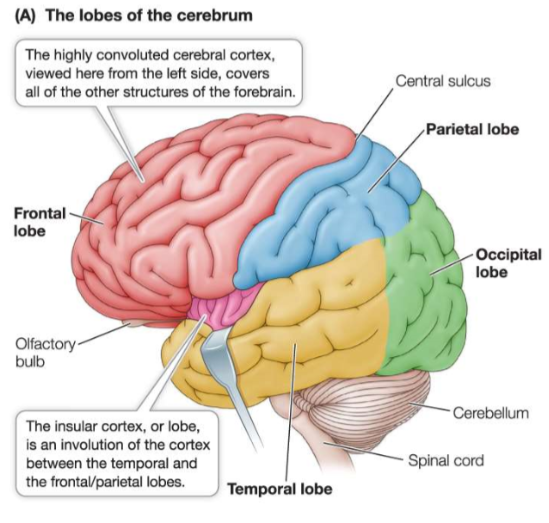<p>What are the lobes of the brain? </p>