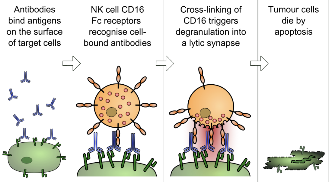 <ul><li><p>ADCC is a way for NK cells to interact with the adaptive immune system</p><ul><li><p>so, this method requires activated B cells</p></li><li><p>antibodies produced by the B cells bind to TC, and then the NK receptors called CD16 bind to the Fc regions on the antibodies. with enough binding (cross-linking), it sends a big signal to the NK cell to kill this TC (the NK cell activated other innate cells that could’ve triggered apoptosis)</p></li></ul></li></ul><p></p>