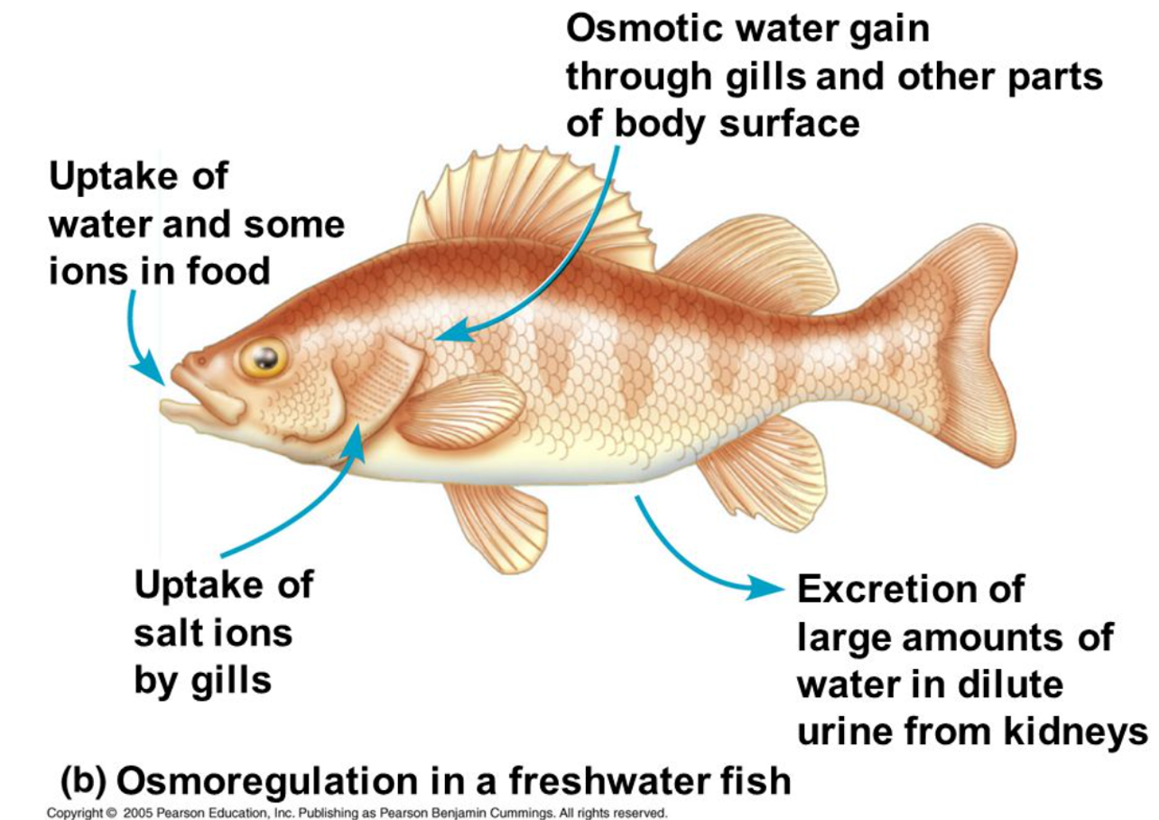 <p>High ion conc in fish = water enters by osmosis</p><ol><li><p>water + some ion uptake in food</p></li><li><p>uptake of salt ions by gills</p></li><li><p>osmotic water gain through gills</p></li><li><p>extretion of large amounts of water in dilute urine</p></li></ol><p></p>