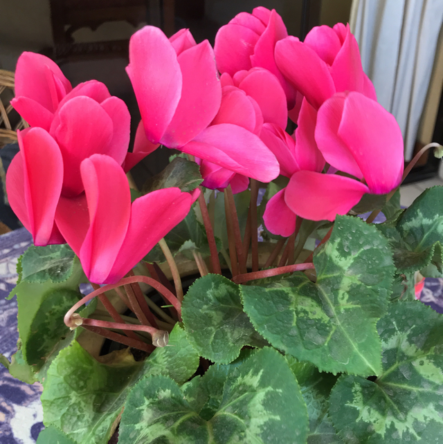 <p>Cyclamen</p>