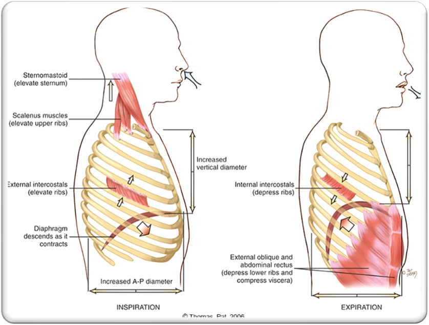 <p><strong>•</strong><span style="color: blue">The major muscle used for respiration is the diaphragm. The intercostal muscle lifts the sternum and elevate the ribs during inspiration, increasing the anteroposterior diameter.</span></p><p><strong>Inspiration – Active</strong></p><ul><li><p>During inspiration, contraction of the bell shaped diaphragm causes it to descend and flatten</p></li></ul><p><strong>•Exhalation- Passive</strong></p><ul><li><p>as the diaphraphm relaxes elastic force within the lungs, chest cage and abdomen causes it to dome up.</p></li></ul><p><strong>Forced inspiration</strong></p><ul><li><p>after heavy exercise or occuring pathologically with respiratory distress causes the the use of accessory muscle to heave up the sternum and rib cage.</p></li><li><p><span style="font-family: Arial">can be voluntary or involuntary</span></p></li></ul>