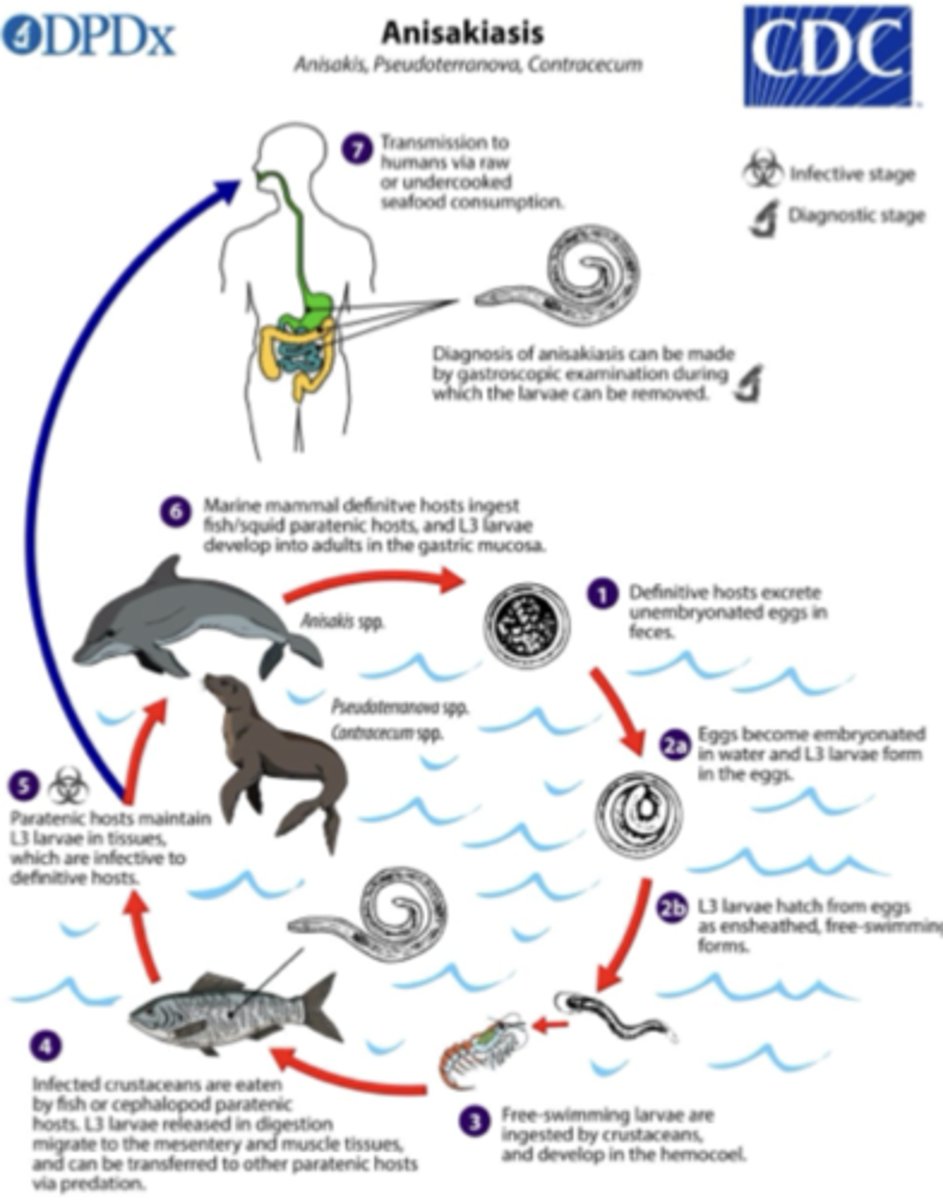 <ul><li><p>dolphins are usually the final host -&gt; become infected when they eat infected fish</p></li><li><p>But if humans eat an infected fish (undercooked) -&gt; burrow into lining of GIT -&gt; inflam reaction</p></li></ul><p></p>