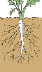 <p>-Straight tapering root growing vertically downward and forming the center from which subsidiary rootlets spring</p><p>-Dicots</p><p>-Examples: carrot, beetroot, parsley</p>