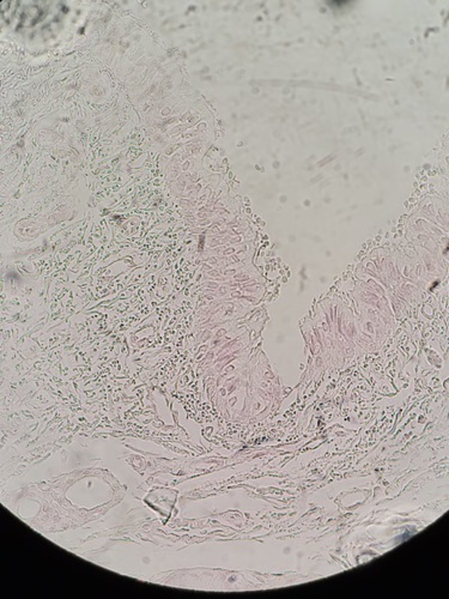 <p>Identify Tissue Type</p>