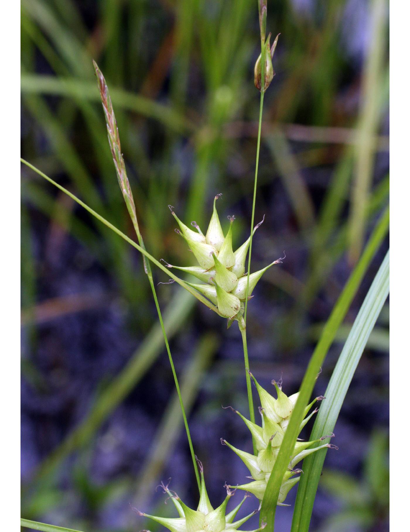 Louisiana caric sedge