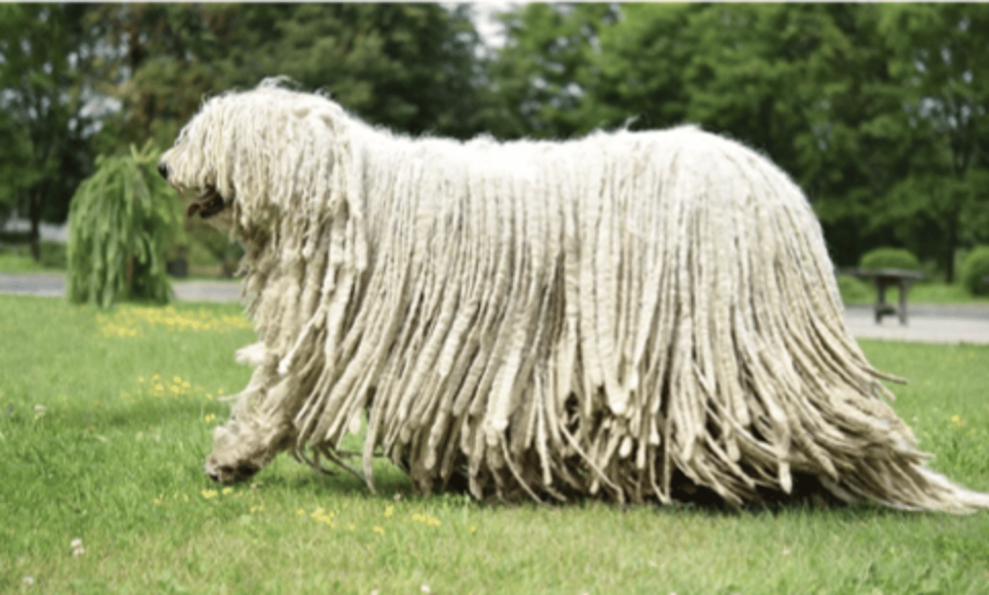 <p>FCI - 1, has dreadlocks</p>