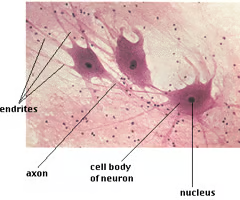 <p><span>Neurons - nervous tissue</span></p>
