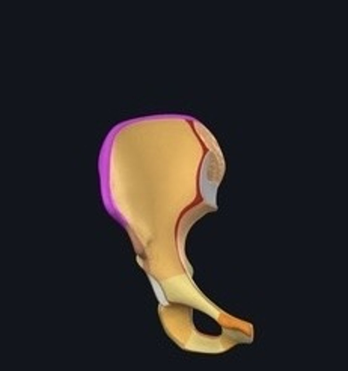 <p>Top border of the ilium.</p>