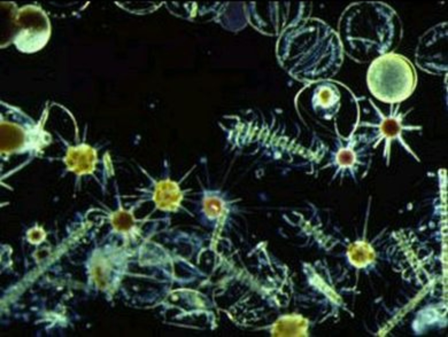 <p>Floating algae.</p>