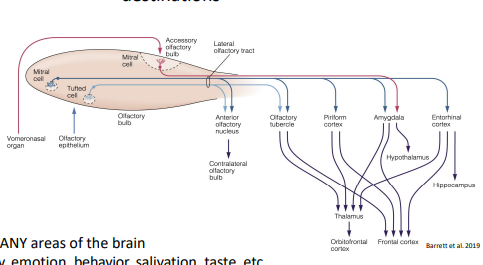 <p>Projections from olfactory bulb have multiple destinations</p>