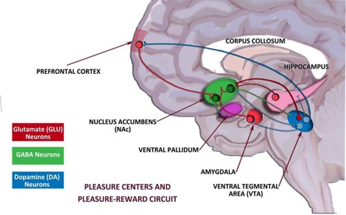 <p>Brain circuitry involved in pleasure processing.</p>