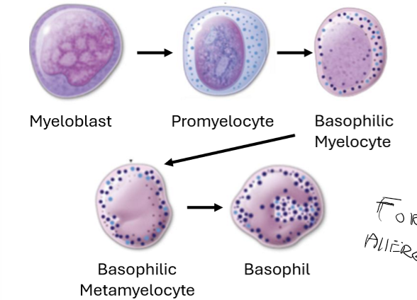 <ul><li><p>Histamine and heparin</p></li><li><p>Activated to fight off allergens, pathogens, and parasites</p><ul><li><p>Trigger allergy symptoms like itching and swelling. </p></li></ul></li><li><p>Increases blood flow </p></li><li><p>Inflammatory responses</p><ul><li><p>Cytokines, bridge between the innate and adaptive immune.</p></li></ul></li><li><p>Makes blood vessels more permeable for more cells. </p></li></ul><p></p>