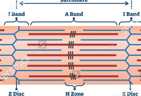 <p>the function unit inside a myofibril. this is where contraction happens</p>