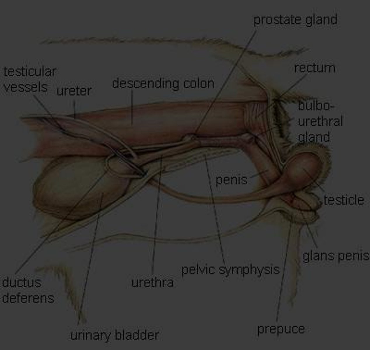 <p>Gland that produces slightly alkaline secretions added to spermatozoa to neutralize lactic acid.</p>
