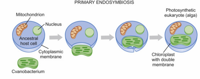 <p>From primary endosymbiotic events (proplastids in embryo)</p>