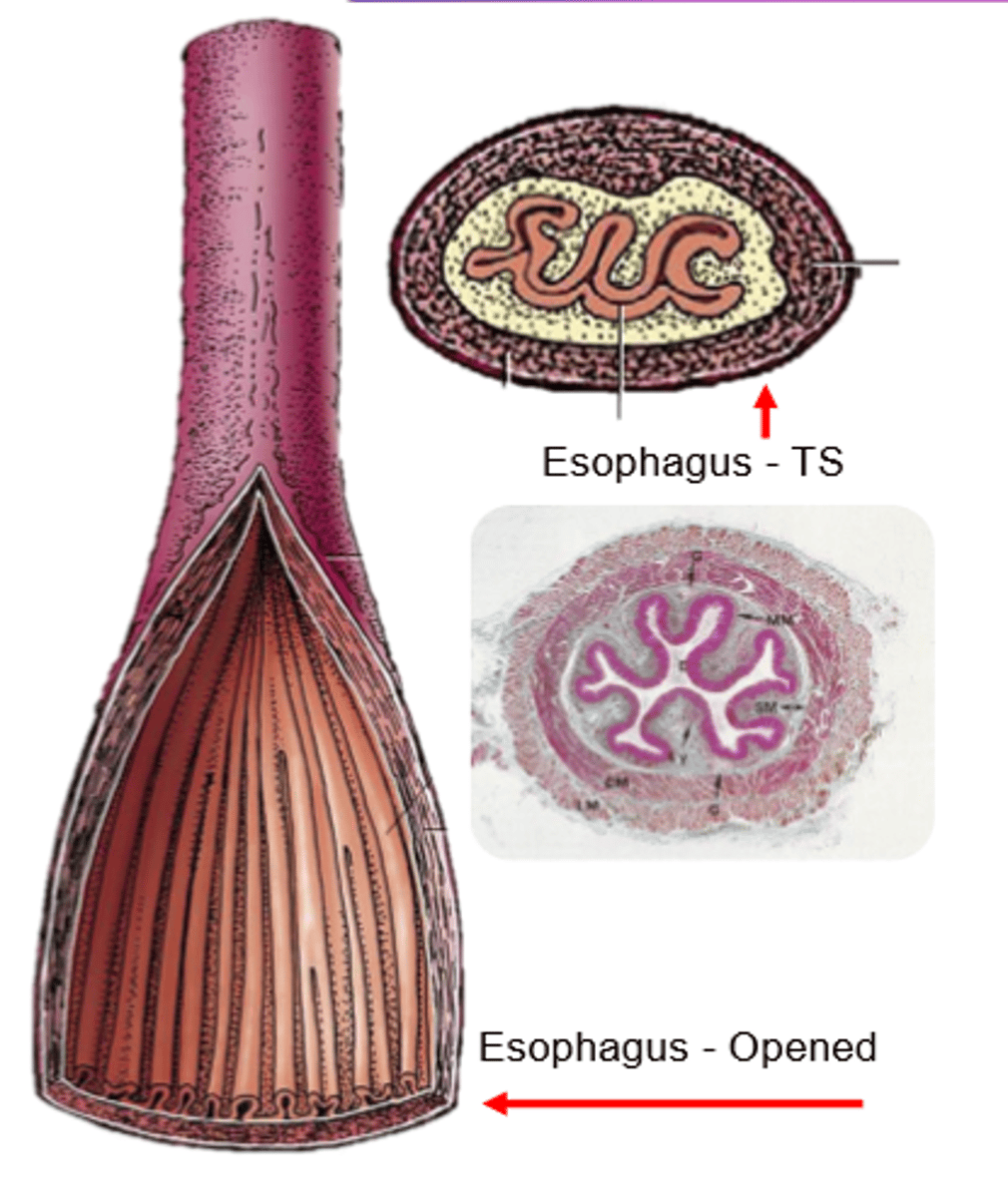 <p>Species differences of muscular coat:</p><p>entirely skeletal muscle, allowing voluntary control</p>