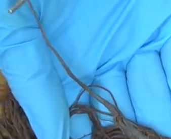 <p>A small strand of pia mater extending from the conus medullaris, translating to "terminal thread."</p>