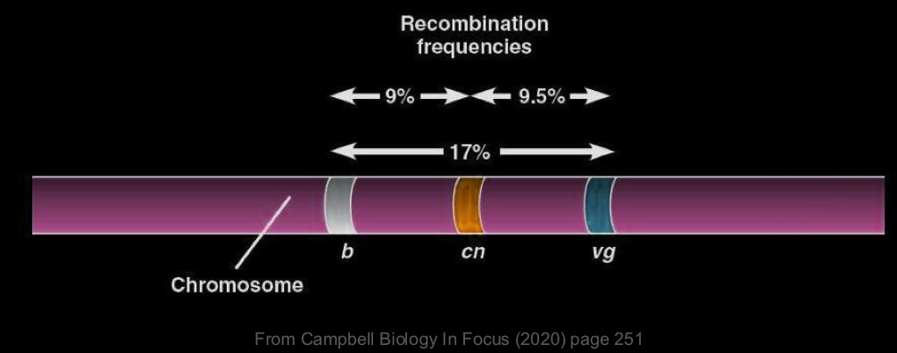 <p>Mapping gene distance </p>