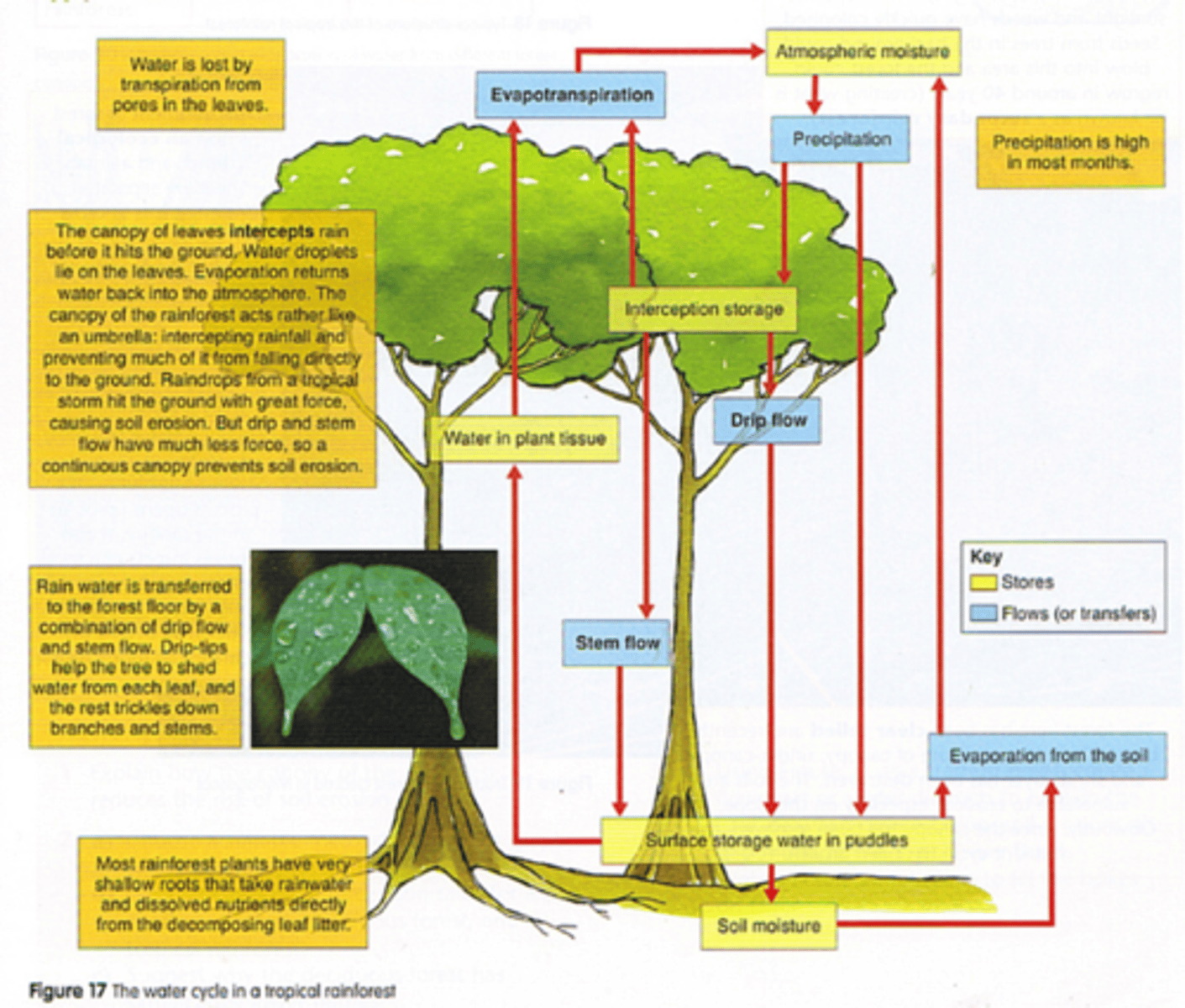 <p>1. Water from precipitation is intercepted<br>.... The dense canopy intercepts much of the rainfall, preventing it from hitting the ground directly, and much of it is transpired<br><br>2. Rain water is transferred to the forest floor by a combination of drip flow and stem flow<br>... drip tips help the tree to shed water from each leaf and the rest trickles down branches and stems<br><br>3. Most rainforest plants have very shallow roots that take rainwater and dissolved nutrients directly from the decomposing leaf litter<br><br>4. Water is transported in plant tissue and evapotranspired back into the atmosphere from pores in the leaves<br><br>=&gt; in dense forest canopy, up to 75% of rainfall is intercepted, and about 25% of this water is evaporated<br><br>=&gt; of this remaining 75%, 50% is used in plants and eventually evapotranspired, whilst the other half infiltrates into the soil to be stored temporarily on the ground surface or flowing overland to river channels</p>
