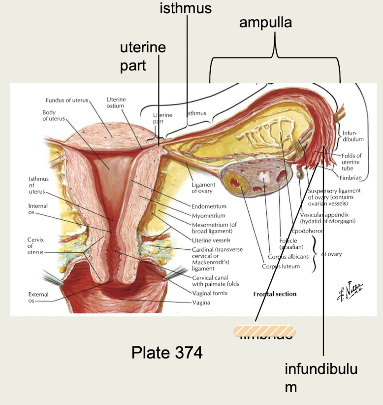 <p>Finger-like projections at end of uterine tubes</p>