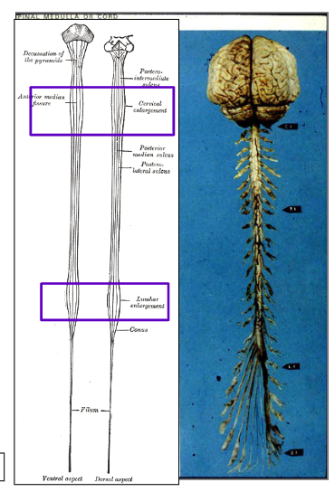 <p>cervical and lumbar regions</p><p>to accommodate the neurons required for the upper and lower extremities.</p>