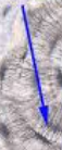 <p>PART OF THE BONE:</p><p>-microscopic channels found in bone tissue</p><p>-houses osteocytes</p>