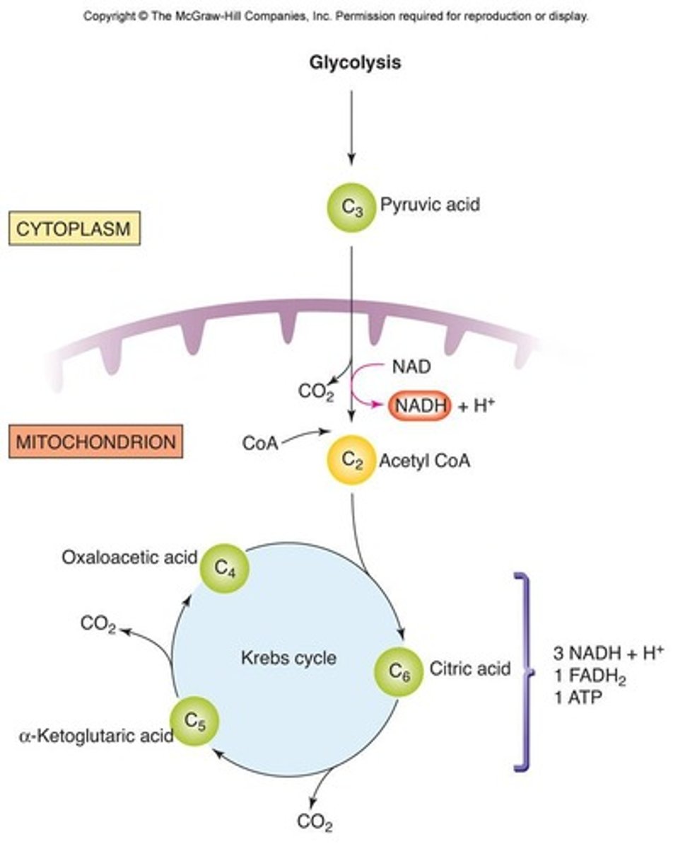 <p>- Glycolysis (get pyruvate &amp; ATP)</p><p>- the citric acid (Krebs) cycle (we get NADH &amp; FADH)</p><p>- ETC</p>