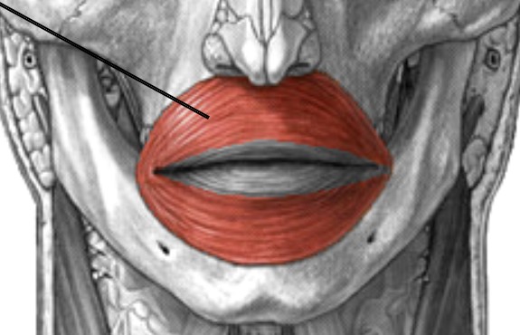 <p>Which muscle of the face is:</p><ul><li><p>Around the lips</p></li><li><p>Action: close &amp; protrude lips</p></li><li><p>Nerve: <span style="color: yellow;">CN VII</span></p></li></ul><p></p>
