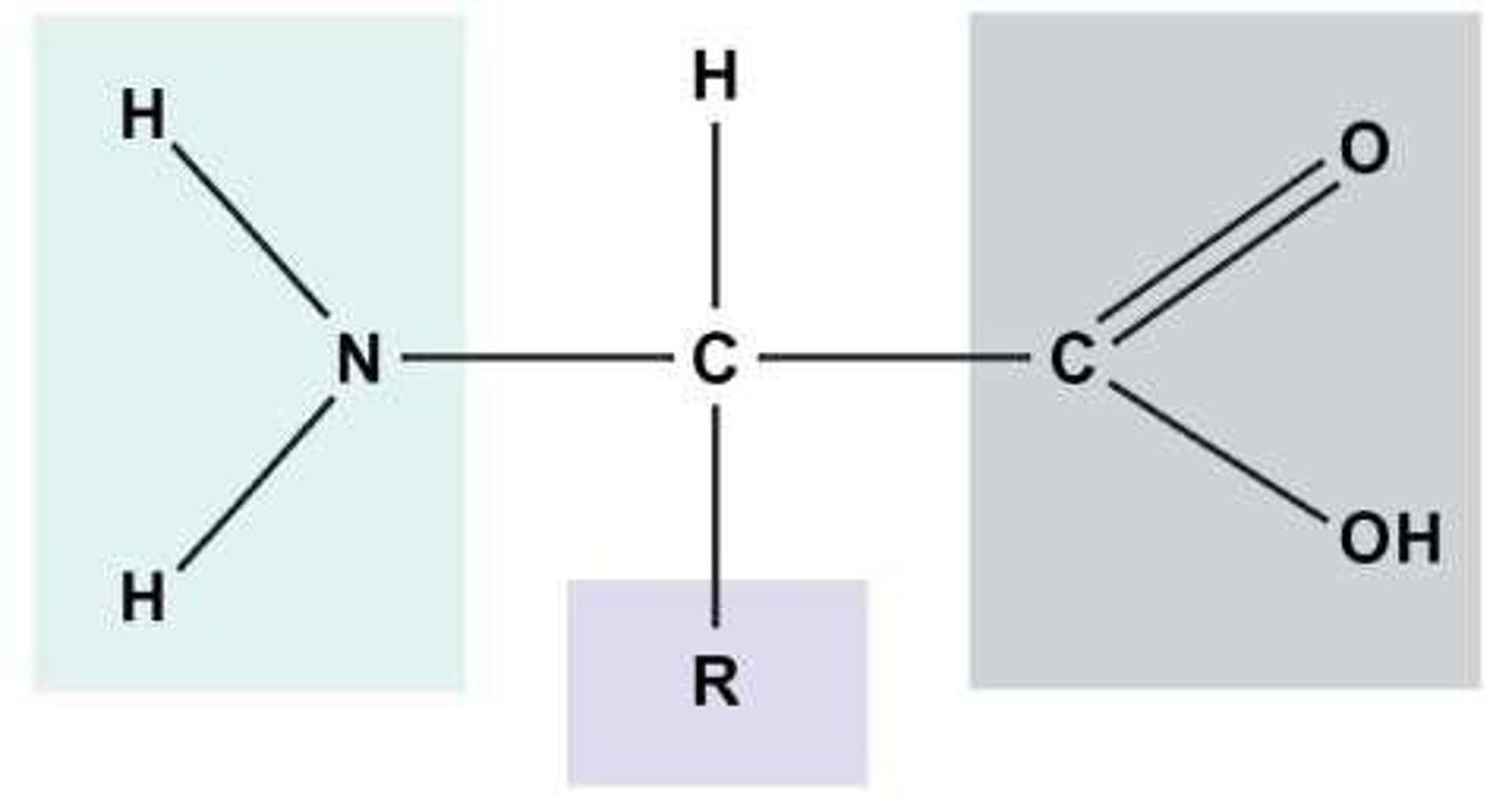 <p>Used as fuel and structural support, containing carbon, hydrogen, and oxygen atoms (CHO).</p>