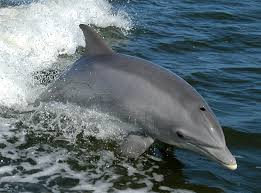 <p>Rounded snout, curved dorsal fin.</p>