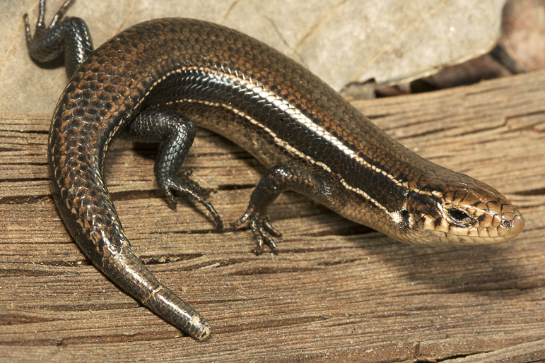 <p>Coal Skink</p>
